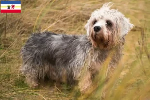 Read more about the article Dandie Dinmont Terrier breeders and puppies in Mecklenburg-Vorpommern