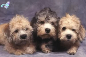 Read more about the article Dandie Dinmont Terrier breeders and puppies in Nordjylland