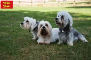 Read more about the article Dandie Dinmont Terrier breeders and puppies in Normandy