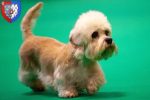 Read more about the article Dandie Dinmont Terrier breeders and puppies in Pays de la Loire