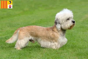 Read more about the article Dandie Dinmont Terrier breeders and puppies in Provence-Alpes-Côte d’Azur