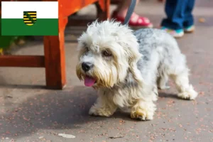 Read more about the article Dandie Dinmont Terrier breeders and puppies in Saxony