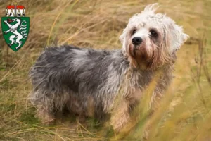 Read more about the article Dandie Dinmont Terrier breeders and puppies in Styria