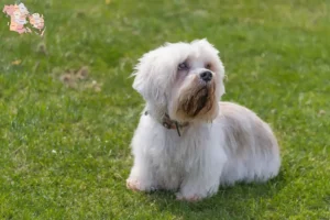 Read more about the article Dandie Dinmont Terrier breeders and puppies in Syddanmark