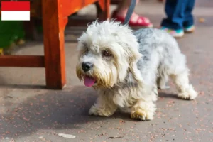 Read more about the article Dandie Dinmont Terrier breeders and puppies in Vienna