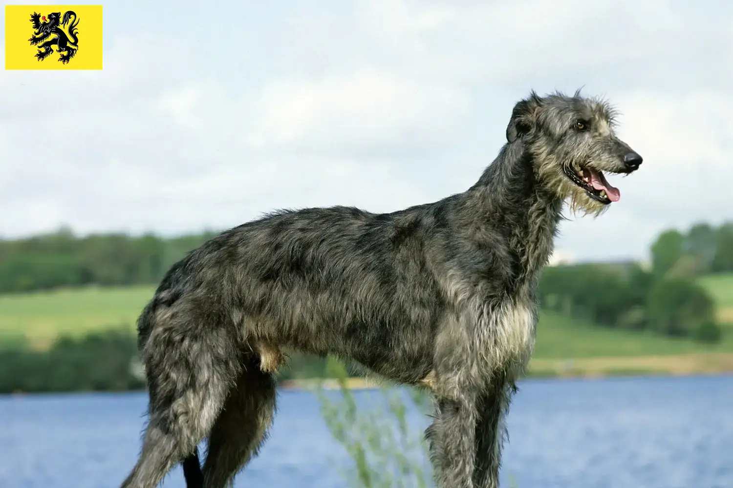 Read more about the article Deerhound breeders and puppies in Flanders