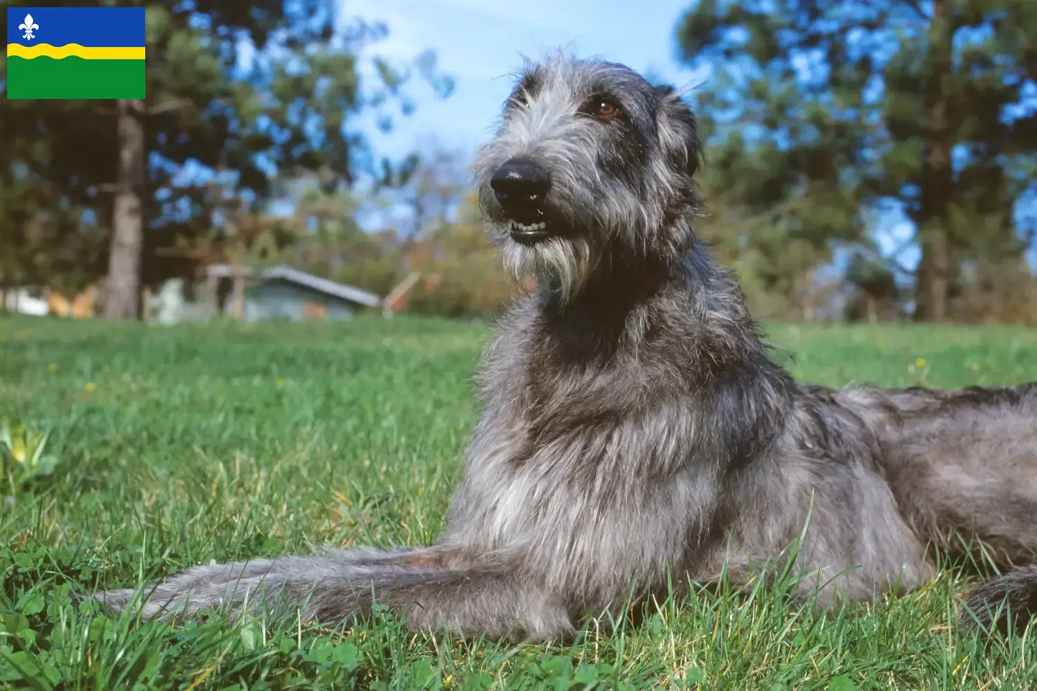 Read more about the article Deerhound breeders and puppies in Flevoland