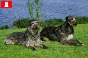 Read more about the article Deerhound breeders and puppies in Hamburg