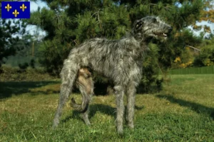 Read more about the article Deerhound breeders and puppies in Île-de-France