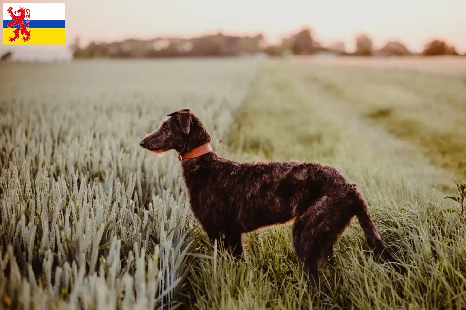 Read more about the article Deerhound breeders and puppies in Limburg