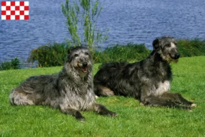 Read more about the article Deerhound breeders and puppies in North Brabant