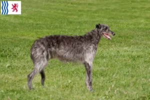 Read more about the article Deerhound breeders and puppies in Nouvelle-Aquitaine