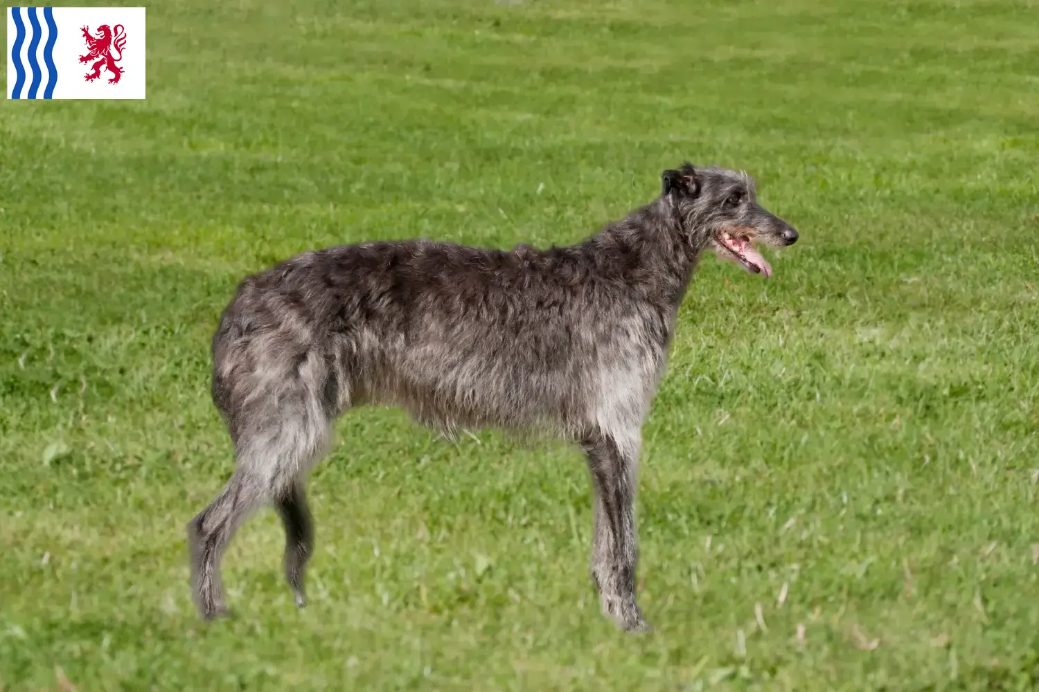 Read more about the article Deerhound breeders and puppies in Nouvelle-Aquitaine