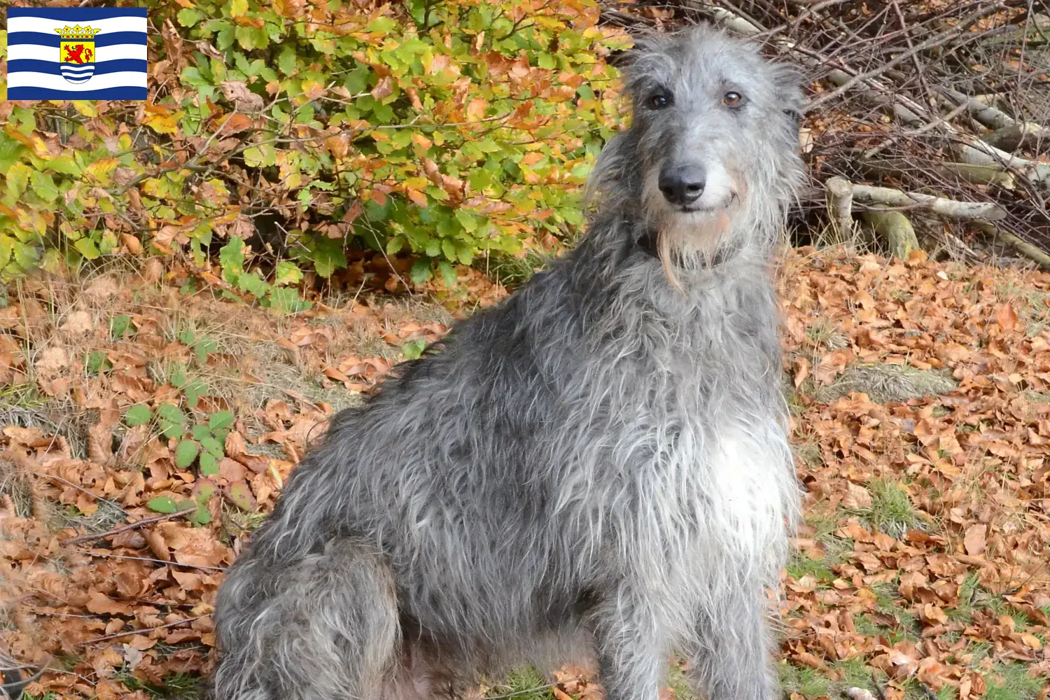 Read more about the article Deerhound breeders and puppies in Zeeland