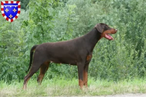 Read more about the article Doberman breeders and puppies in Centre-Val de Loire