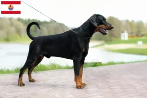 Read more about the article Doberman breeders and puppies in French Polynesia