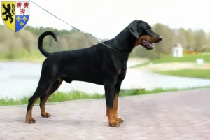 Read more about the article Doberman breeders and puppies in Hauts-de-France