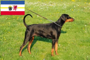 Read more about the article Dobermann breeders and puppies in Mecklenburg-Vorpommern