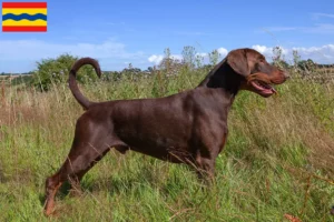 Read more about the article Doberman breeders and puppies in Overijssel