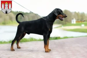 Read more about the article Dobermann breeders and puppies in Salzburg