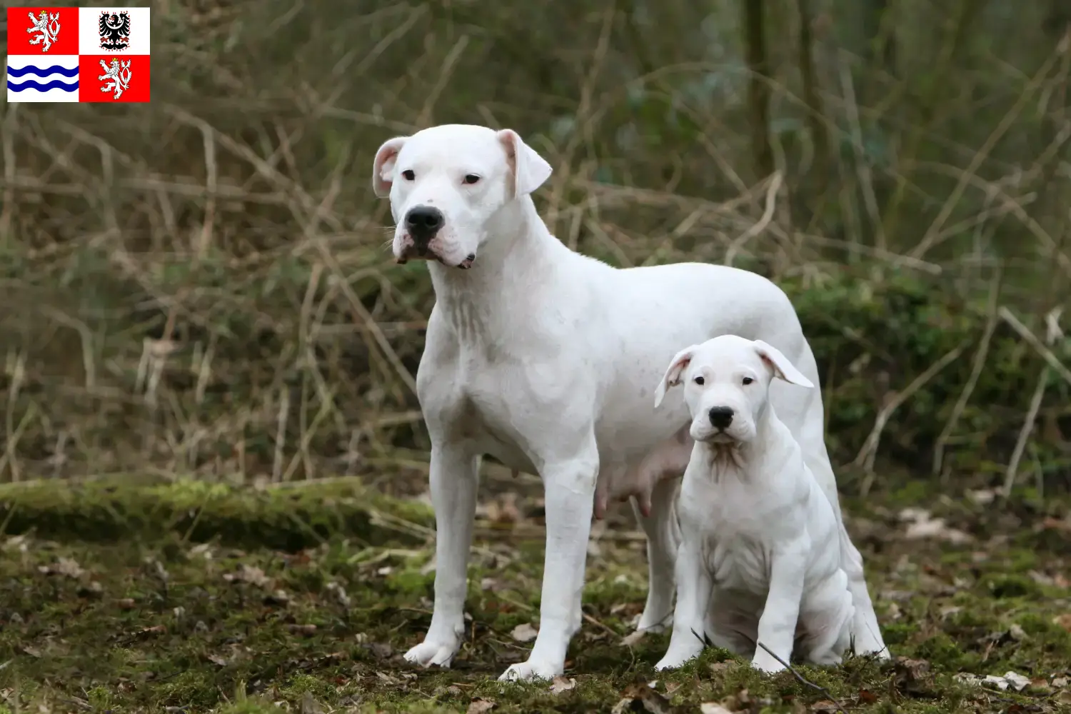 Read more about the article Dogo Argentino breeders and puppies in Central Bohemia