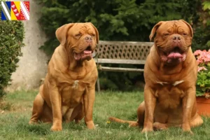 Read more about the article Dogue de Bordeaux breeders and puppies in Grand Est