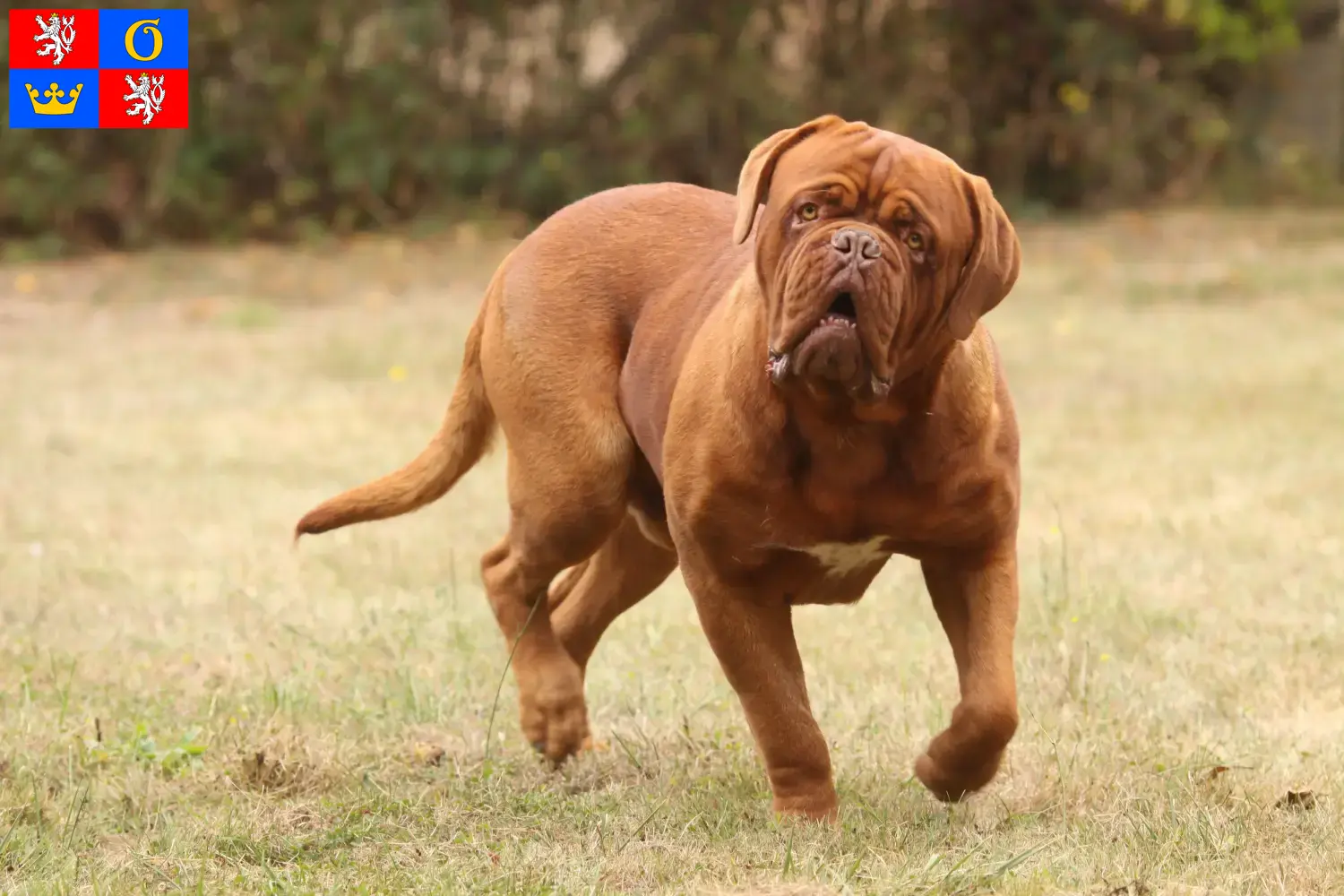 Read more about the article Dogue de Bordeaux breeders and puppies in Hradec Králové