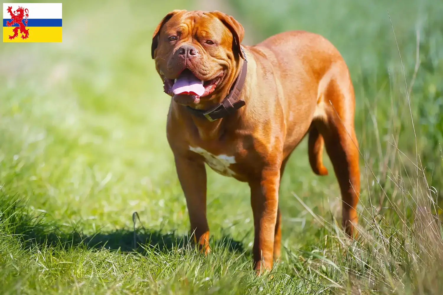 Read more about the article Dogue de Bordeaux breeders and puppies in Limburg