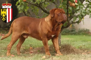 Read more about the article Dogue de Bordeaux breeders and puppies in Upper Austria