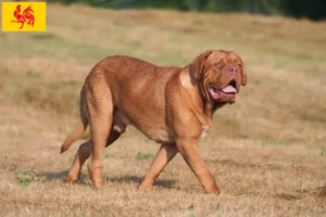 Read more about the article Dogue de Bordeaux breeders and puppies in Walloon Region