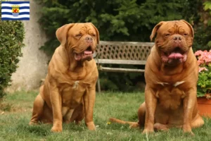 Read more about the article Dogue de Bordeaux breeders and puppies in Zeeland