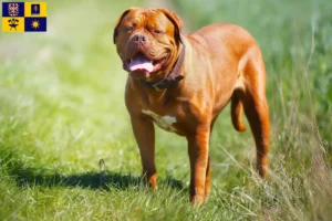 Read more about the article Dogue de Bordeaux breeders and puppies in Zlín