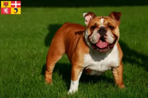 Read more about the article English Bulldog breeders and puppies in Auvergne-Rhône-Alpes