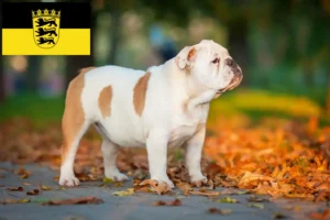 Read more about the article English Bulldog breeders and puppies in Baden-Württemberg