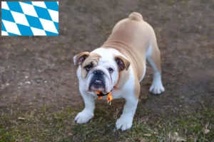 Read more about the article English Bulldog breeders and puppies in Bavaria