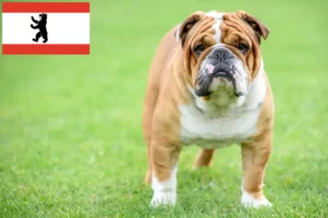 Read more about the article English Bulldog breeders and puppies in Berlin