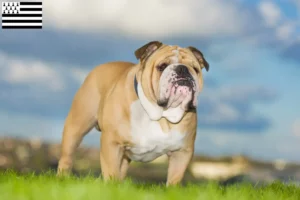 Read more about the article English Bulldog breeders and puppies in Brittany