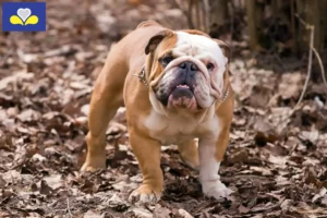 Read more about the article English Bulldog breeders and puppies in Brussels-Capital Region