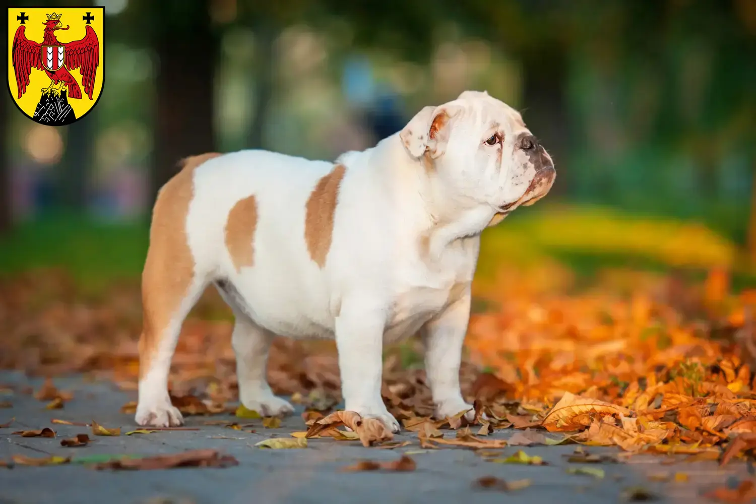 Read more about the article English Bulldog breeders and puppies in Burgenland