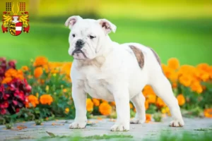 Read more about the article English Bulldog breeders and puppies in Carinthia