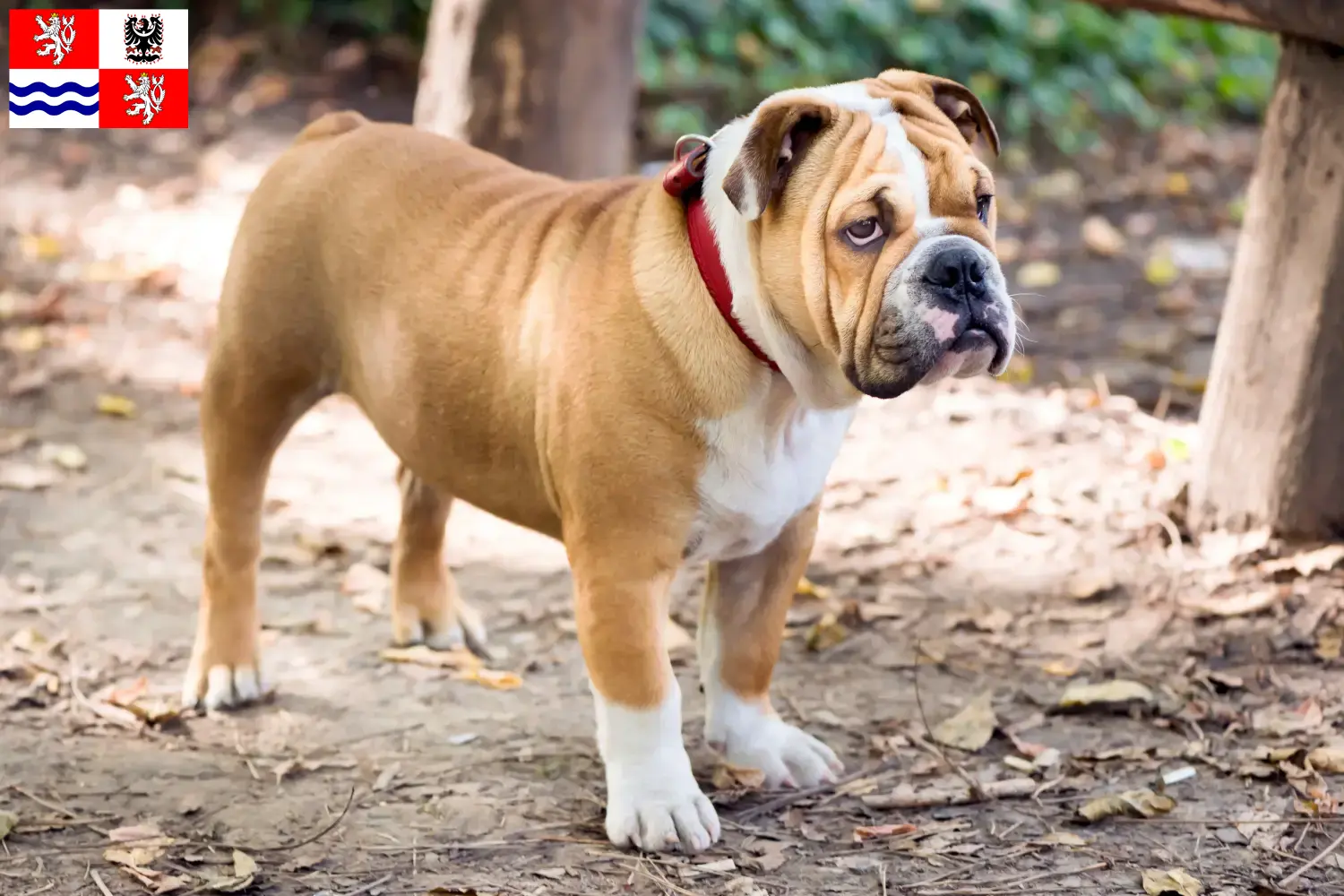 Read more about the article English Bulldog breeders and puppies in Central Bohemia