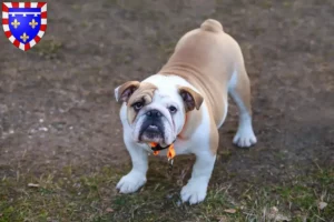 Read more about the article English Bulldog breeders and puppies in Centre-Val de Loire