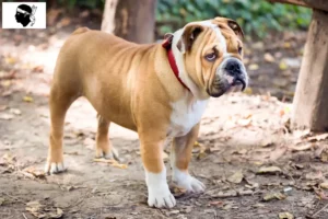 Read more about the article English Bulldog breeders and puppies in Corsica