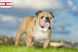 Read more about the article English Bulldog breeders and puppies in Drenthe