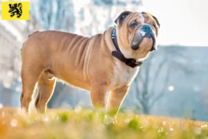 Read more about the article English Bulldog breeders and puppies in Flanders