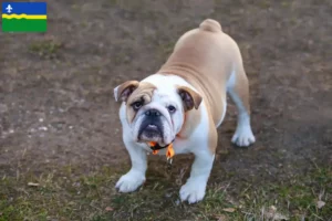 Read more about the article English Bulldog breeders and puppies in Flevoland