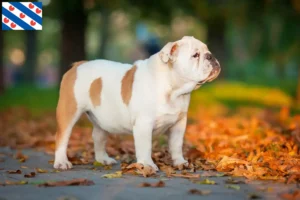 Read more about the article English Bulldog breeders and puppies in Friesland