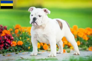 Read more about the article English Bulldog breeders and puppies in Gelderland