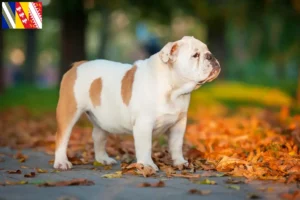 Read more about the article English Bulldog breeders and puppies in Grand Est