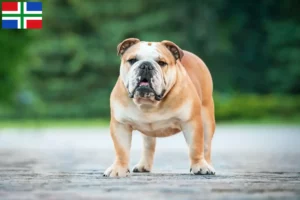 Read more about the article English Bulldog breeders and puppies in Groningen